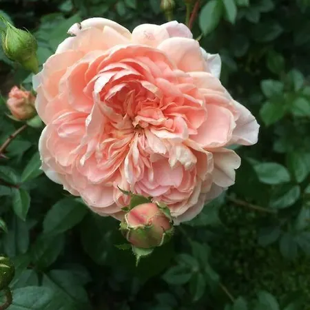 Altes Winzerhaus Lenz 平德里希