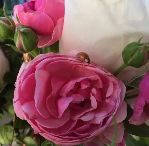 Altes Winzerhaus Lenz Punderich