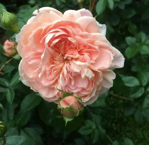Altes Winzerhaus Lenz Punderich